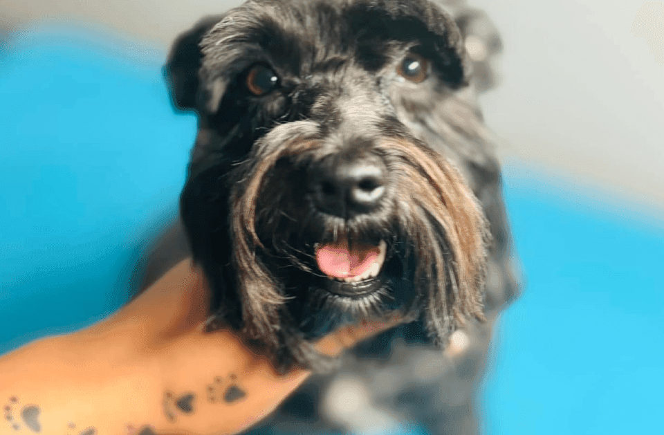 Professional mobile pet grooming service vehicle