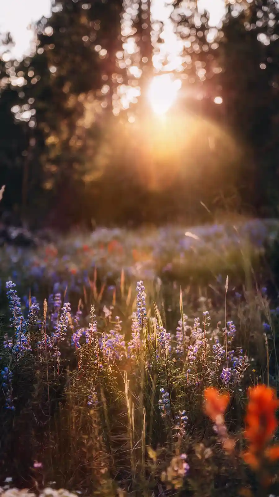 Davis Graham & Stubbs