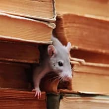 ProActive Pest Control - in Virginia Beach , VA , 23462