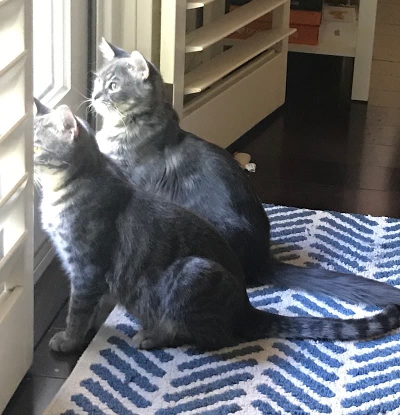 Magic of Music Conejo Valley Piano/Voice Lessons